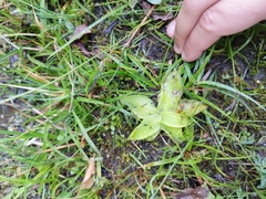 Pinguicula