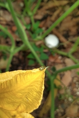 Diabrotica speciosa