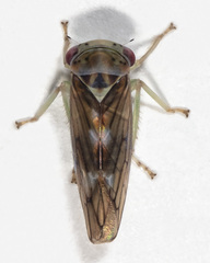 Populicerus