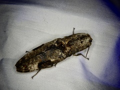 Cryptalaus larvatus pini