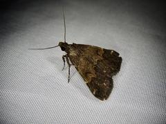 Hydrillodes pacifica