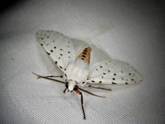 Spilosoma punctaria
