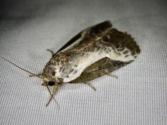 Stenoloba jankowskii