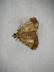 Tegulifera bicoloralis