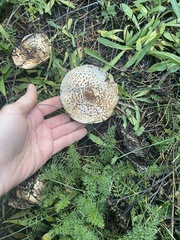Echinoderma