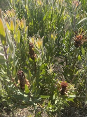 Protea burchellii