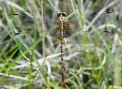 Erpetogomphus