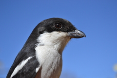 Lanius collaris collaris