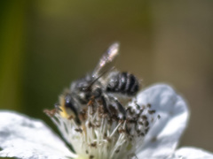 Megachilinae