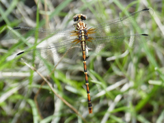 Erpetogomphus