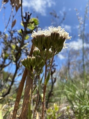 Corymbium villosum