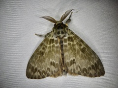 Lymantria mathura aurora