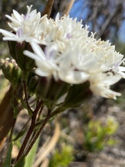 Corymbium villosum
