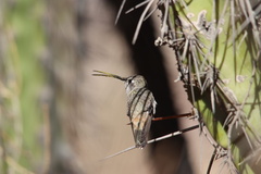 Rhodopis vesper