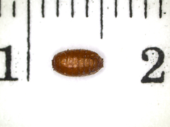 Rhagoletis cingulata