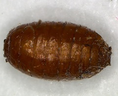 Rhagoletis cingulata