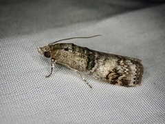 Nephopterix intercisella