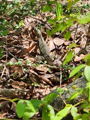 Cyclura nubila