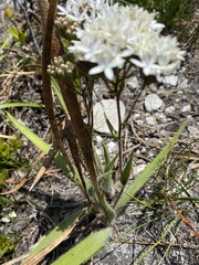 Corymbium villosum