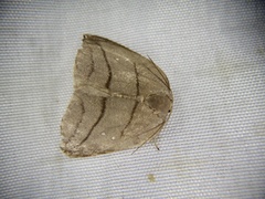 Pseudalbara parvula