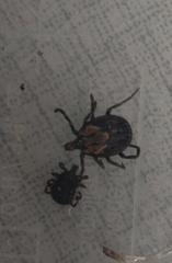 Ixodidae