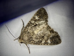 Mamestra brassicae