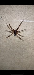 Steatoda grossa