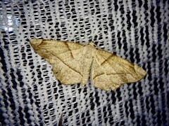 Endropiodes indictinaria