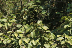 Papilio garamas