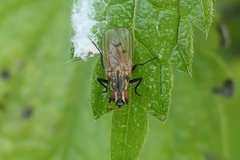 Leucophora