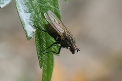 Leucophora