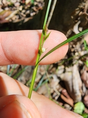 Scleria lithosperma