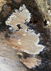 Serpula himantioides