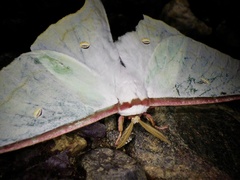 Actias aliena aliena