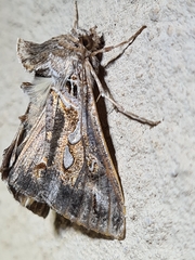 Chrysodeixis argentifera