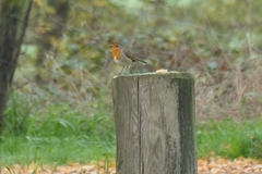 Erithacus rubecula