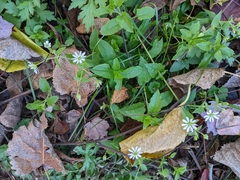 Stellaria nemorum