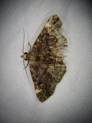 Diomea cremata