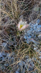 Pulsatilla vernalis