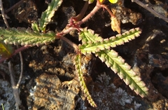 Corchorus asplenifolius