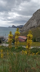 Asphodeline lutea