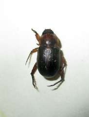 Rutelinae