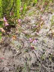 Polygala ericifolia
