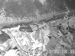 Bungarus multicinctus multicinctus