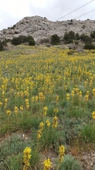 Asphodeline lutea