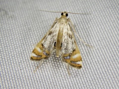 Nymphicula saigusai