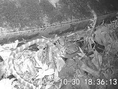 Bungarus multicinctus multicinctus