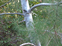 Pinus bungeana
