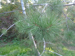 Pinus bungeana
