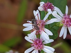 Lasioglossum fuscipenne